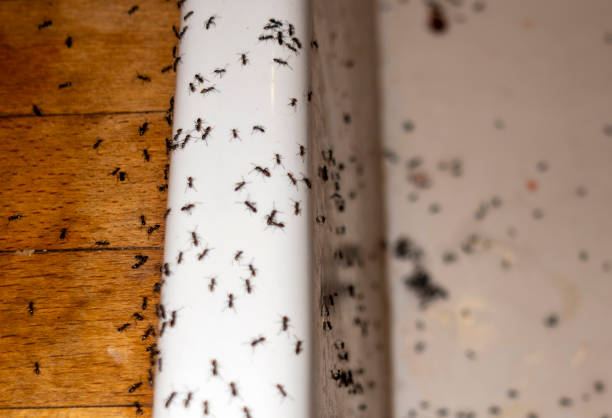 Bellefontaine, OH Pest Control Company