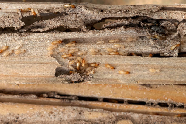 Best Wasp Removal Services  in Bellefontaine, OH