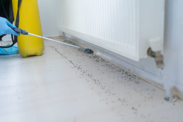 Best Pest Control for Homes  in Bellefontaine, OH